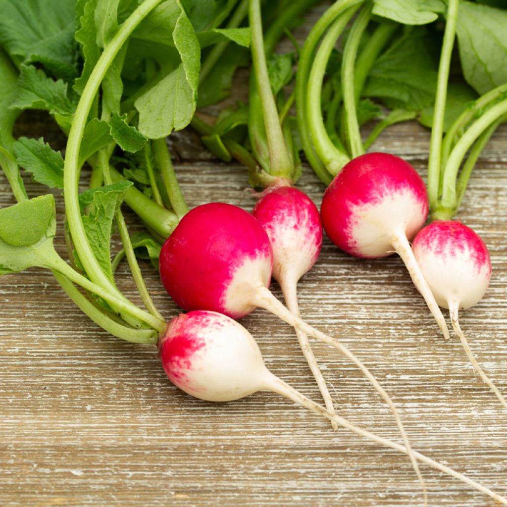 Radish Gaudry 2 - Ferme de Sainte Marthe Seeds