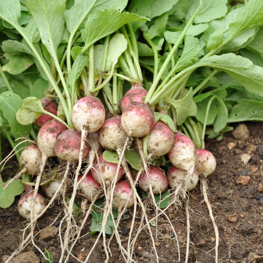 National Radish