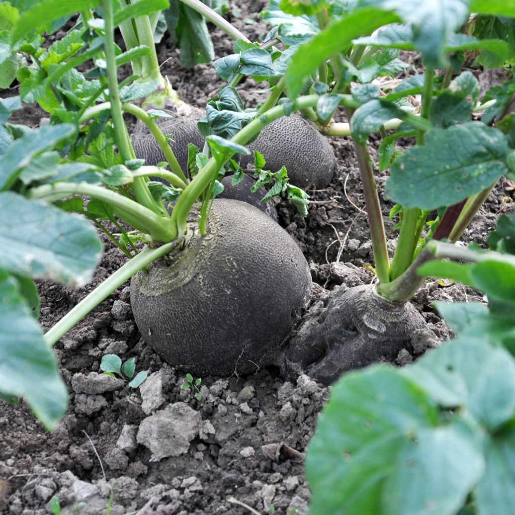 Radish Round Black Spanish