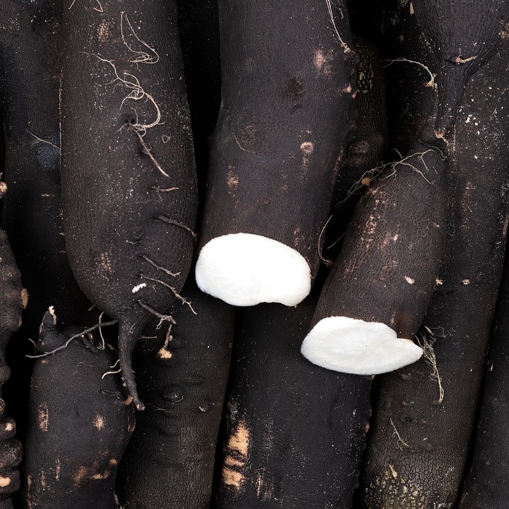 Rave Noir Gros long d'hiver de Paris Radish