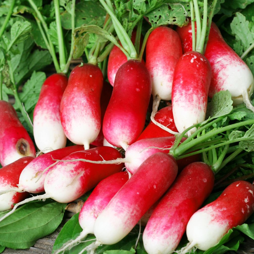 Pernot Light Radish