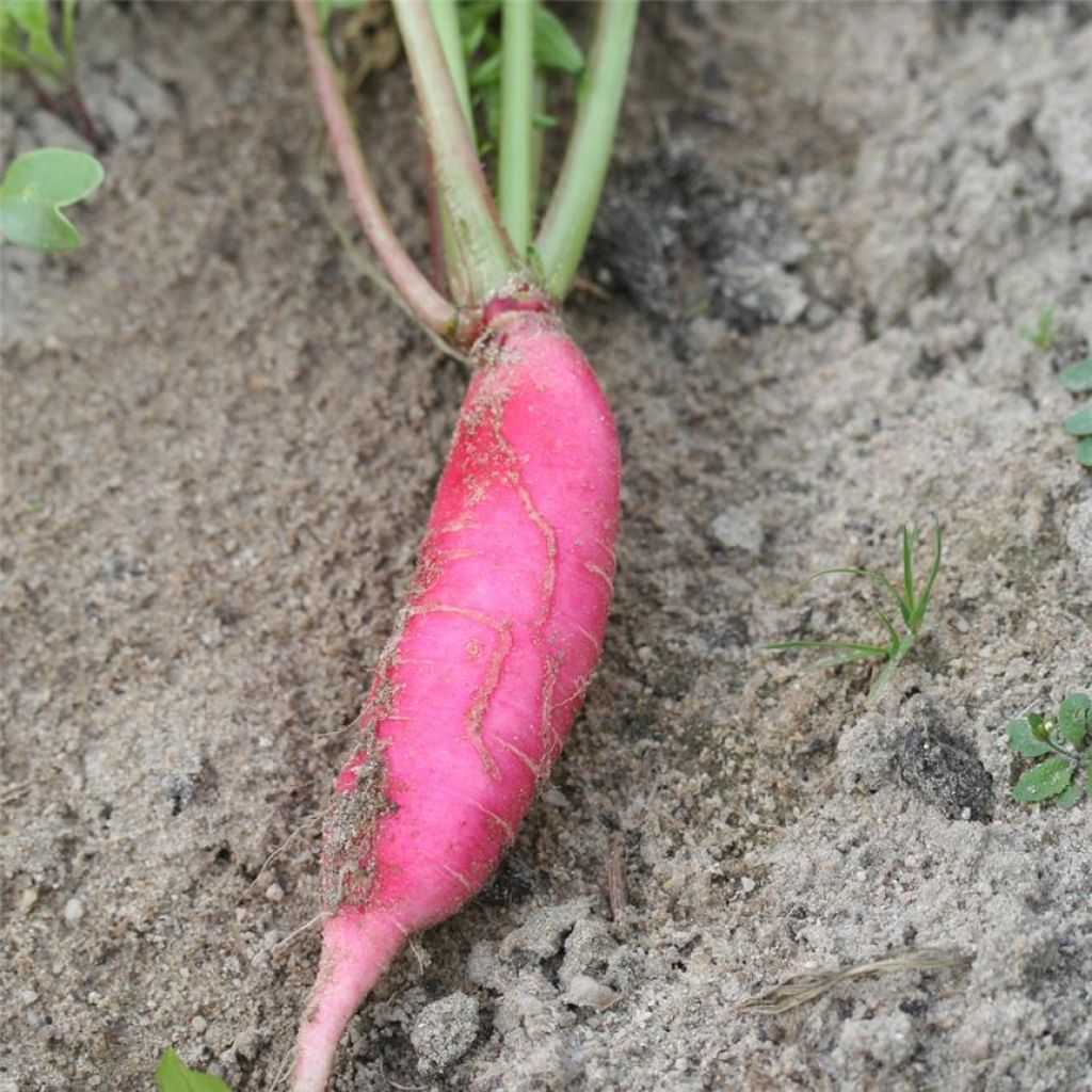 Radish China Rose - Ferme de Sainte Marthe untreated seeds