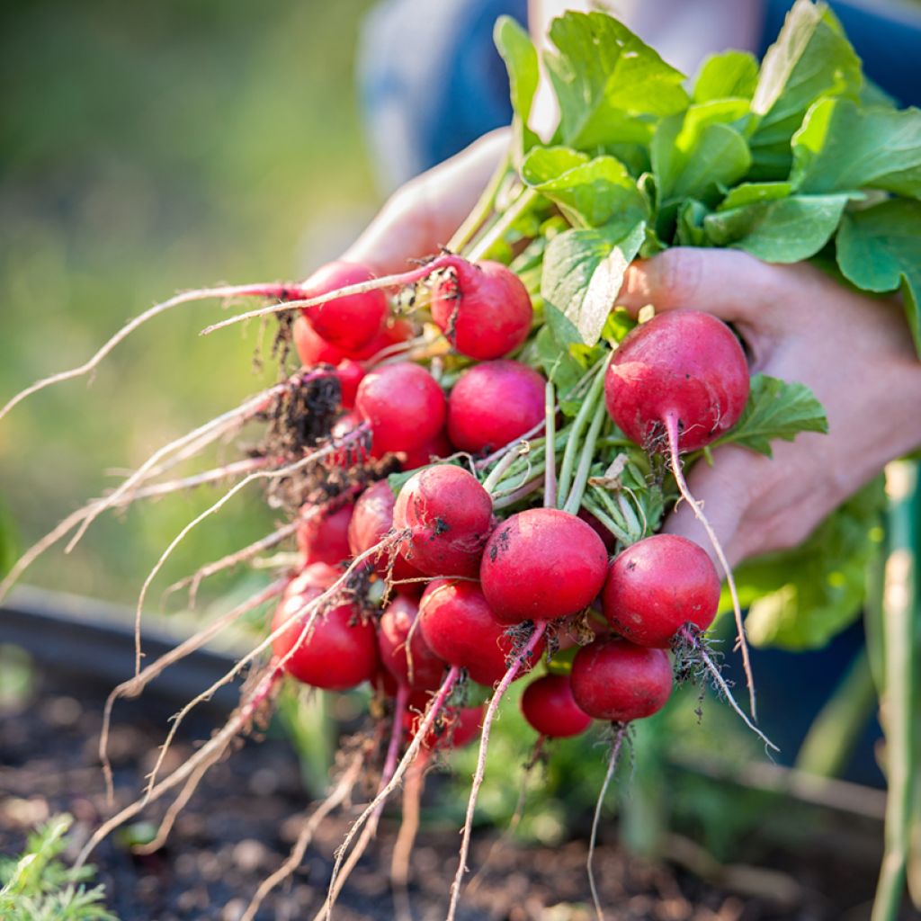 Radish Tinto F1 - Vilmorin Seeds