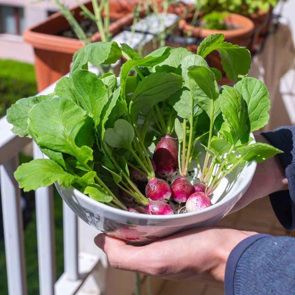 Round Pink and White Radish (National 2) - Ferme de Sainte Marthe seeds