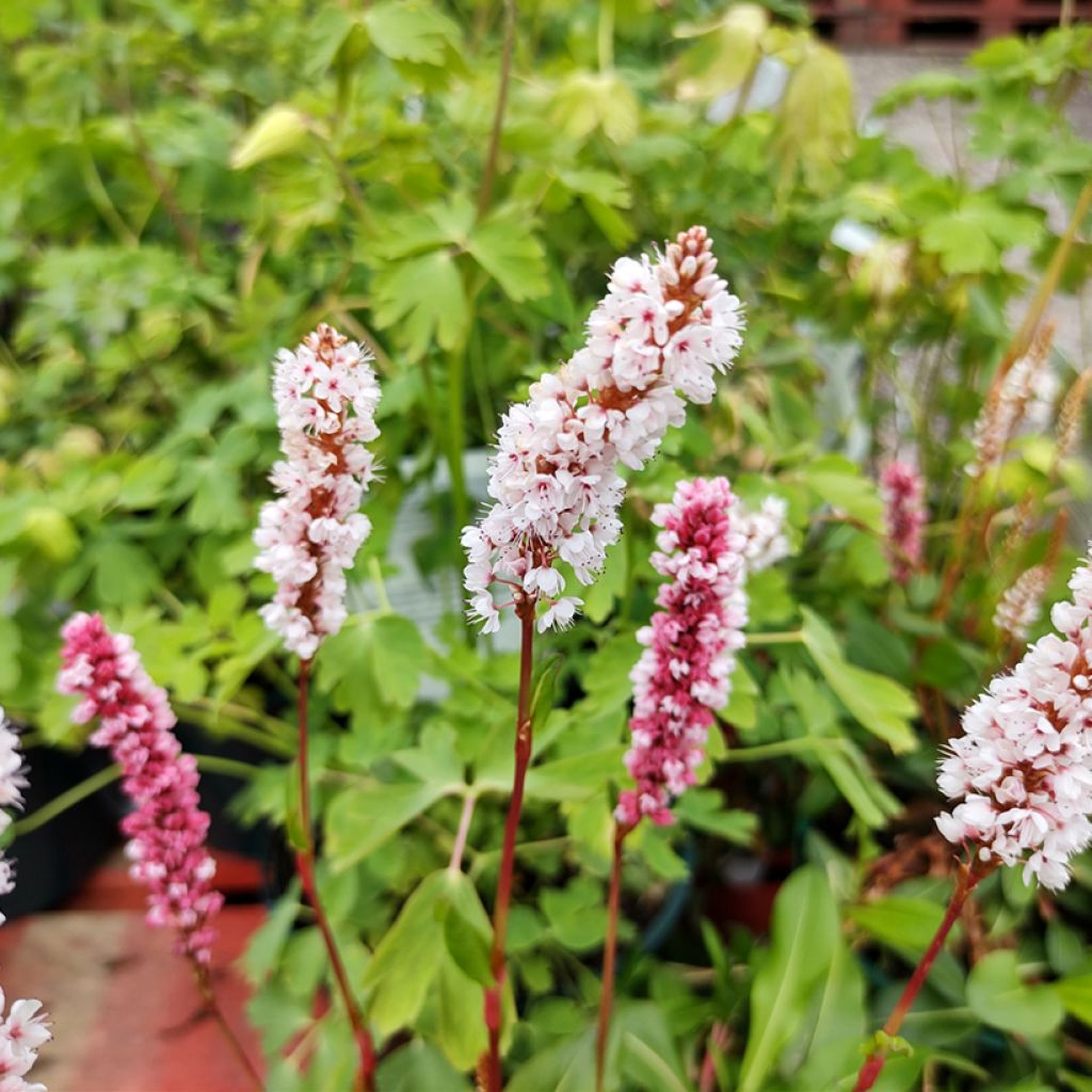 Persicaria affinis Donald Lowndes