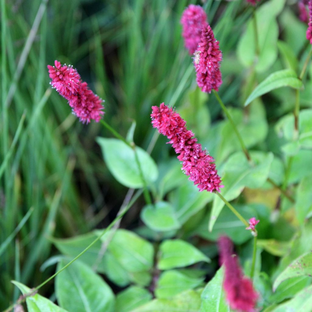 Persicaria amplexicaulis Blackfield - Mountain Fleece