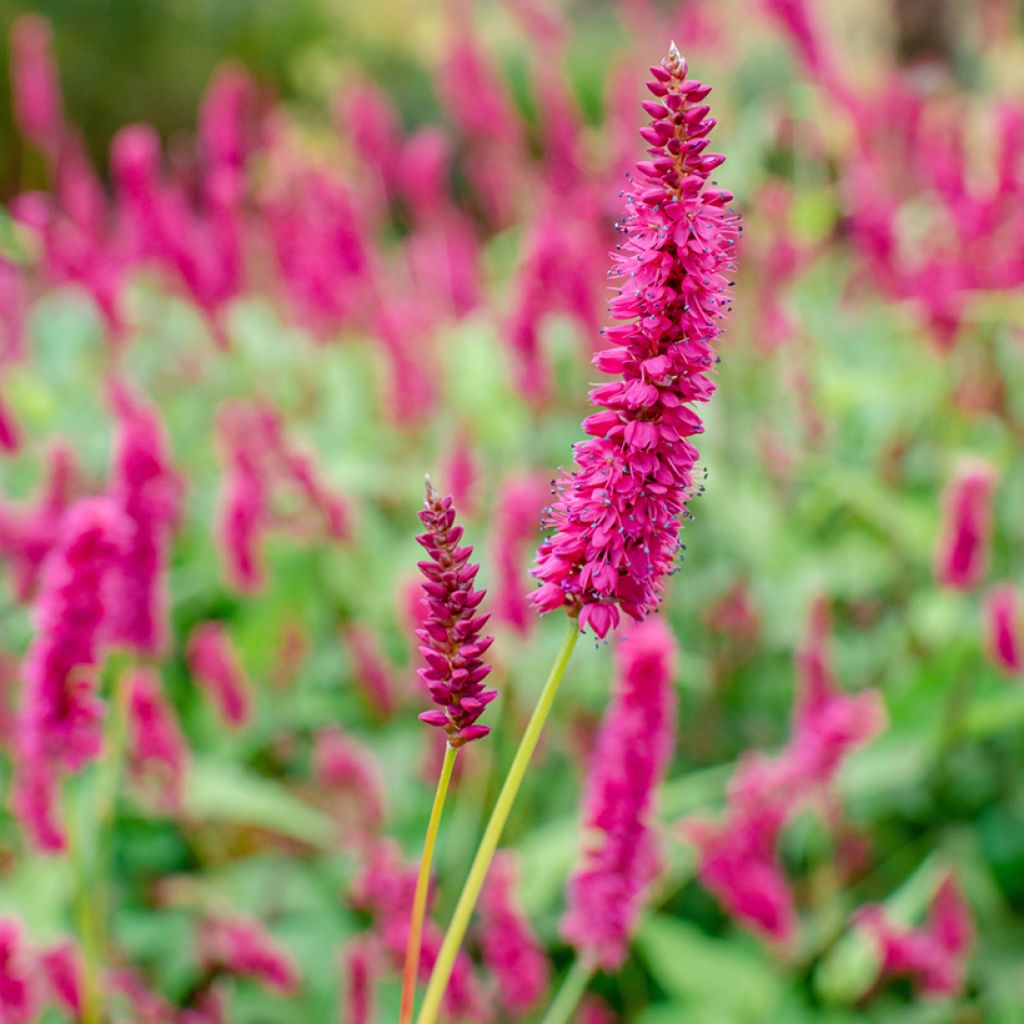 Persicaria amplexicaulis Golden Arrow - Mountain Fleece