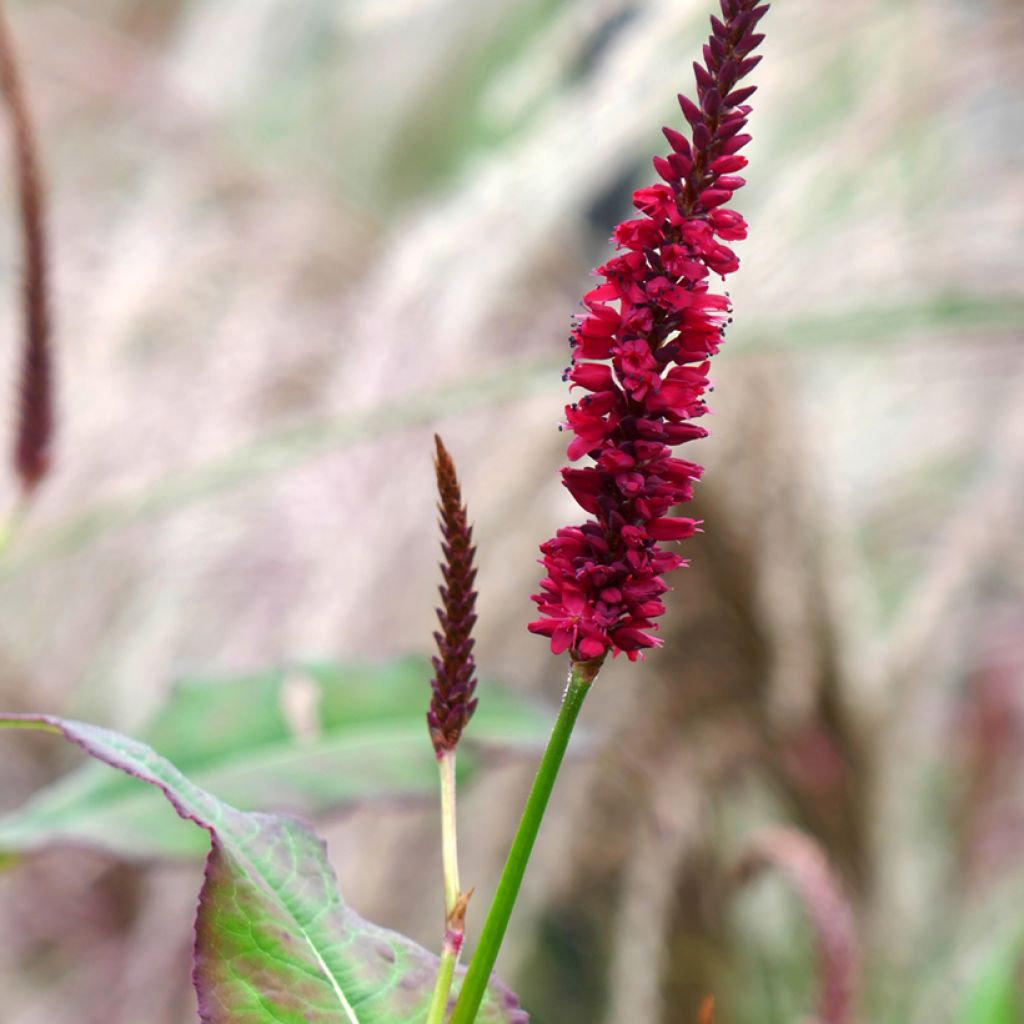 Persicaria amplexicaulis Inverleith - Mountain Fleece