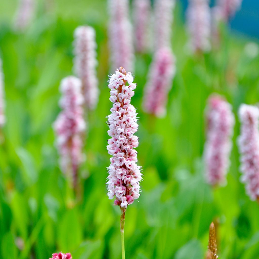 Persicaria bistorta Superba - Bistort