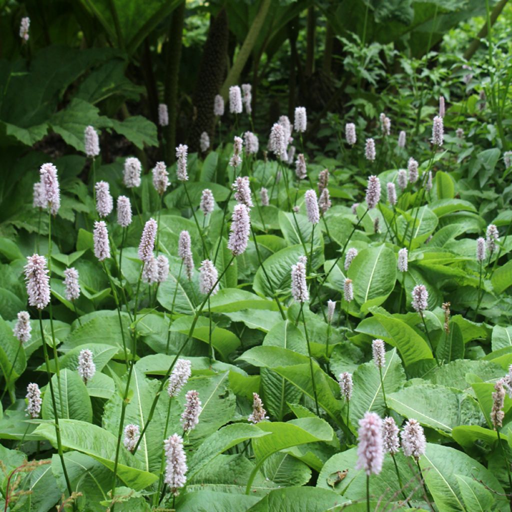 Persicaria bistorta Superba - Bistort