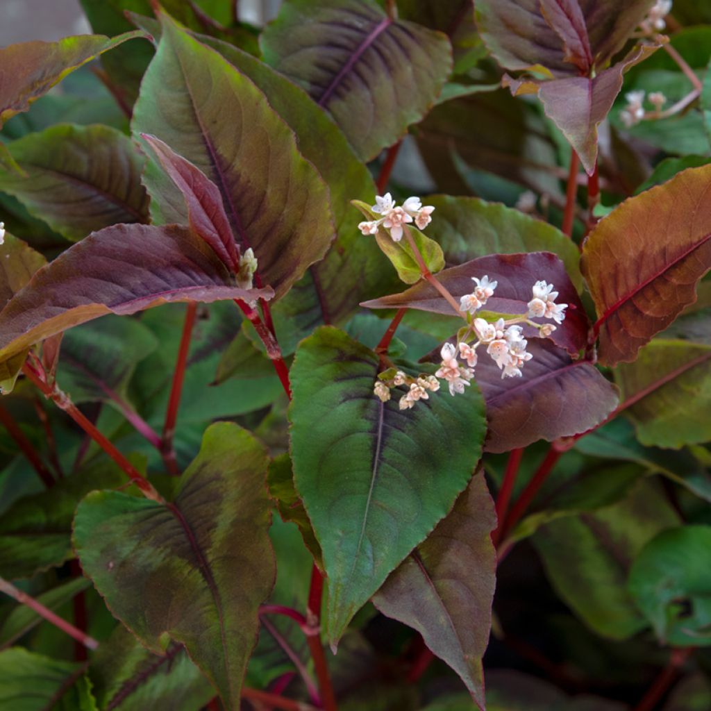 Persicaria microcephala Red Dragon - Knotweed