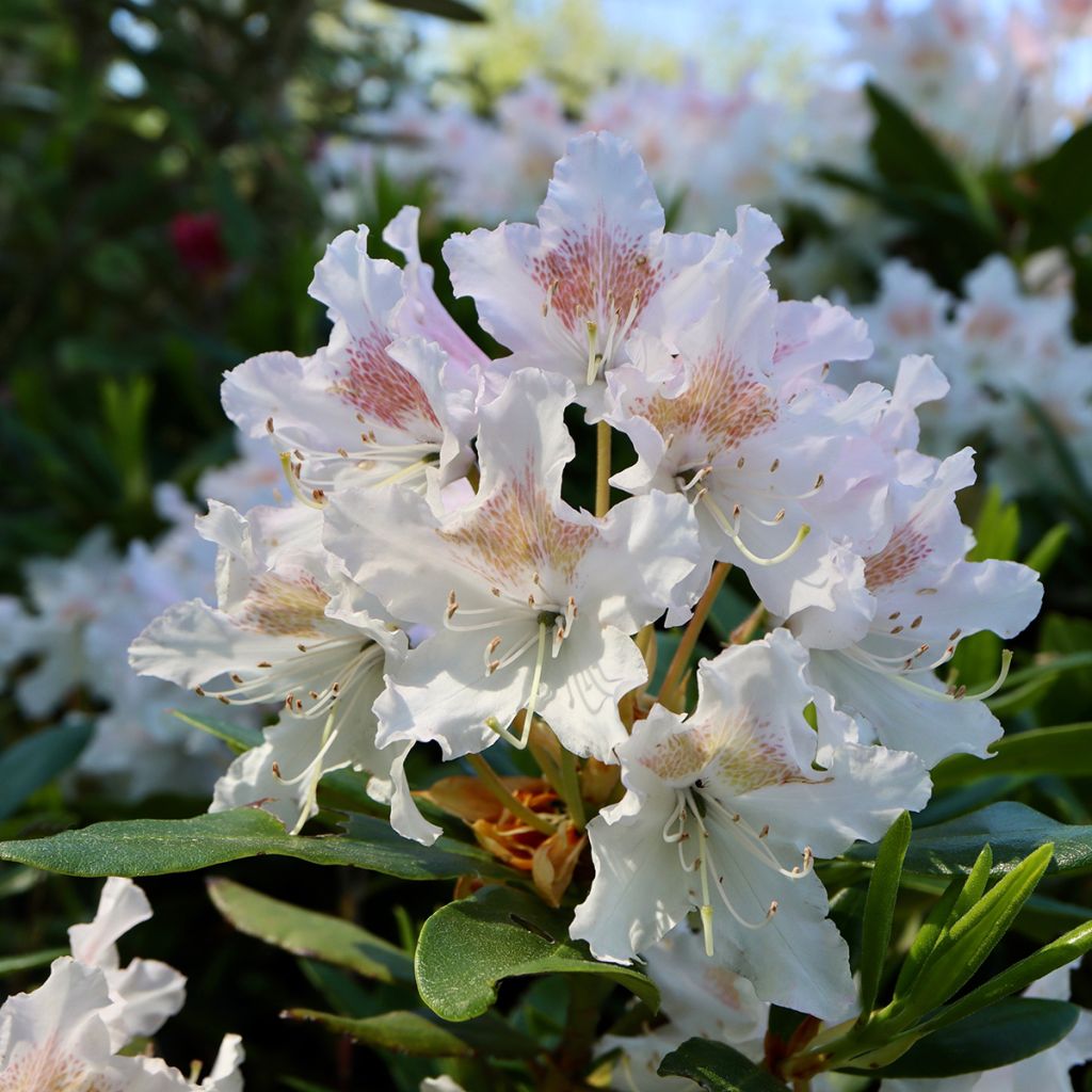 Rhododendron Cunninghams White