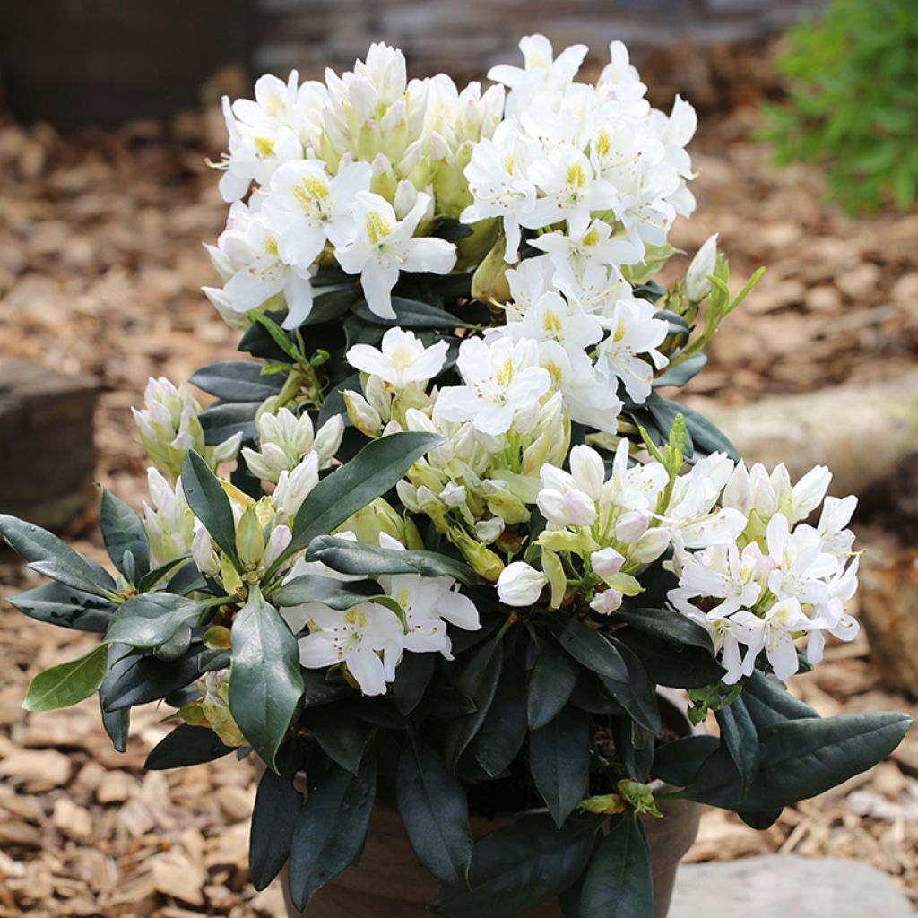 Rhododendron Easydendron Madame Masson