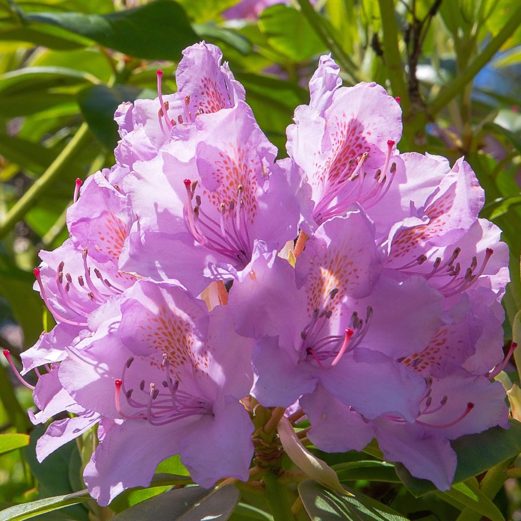 Rhododendron Goldflimmer