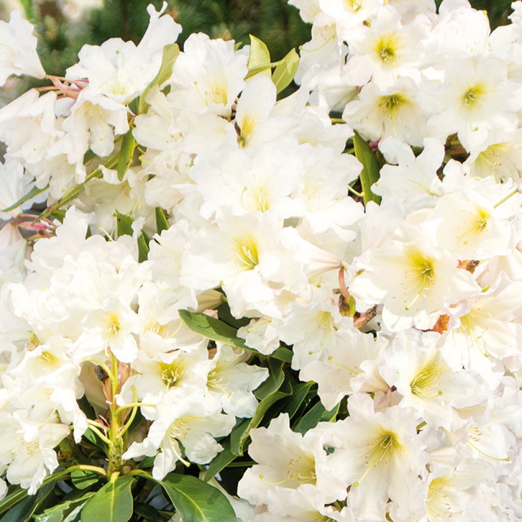 Rhododendron White Dufthecke Inkarho