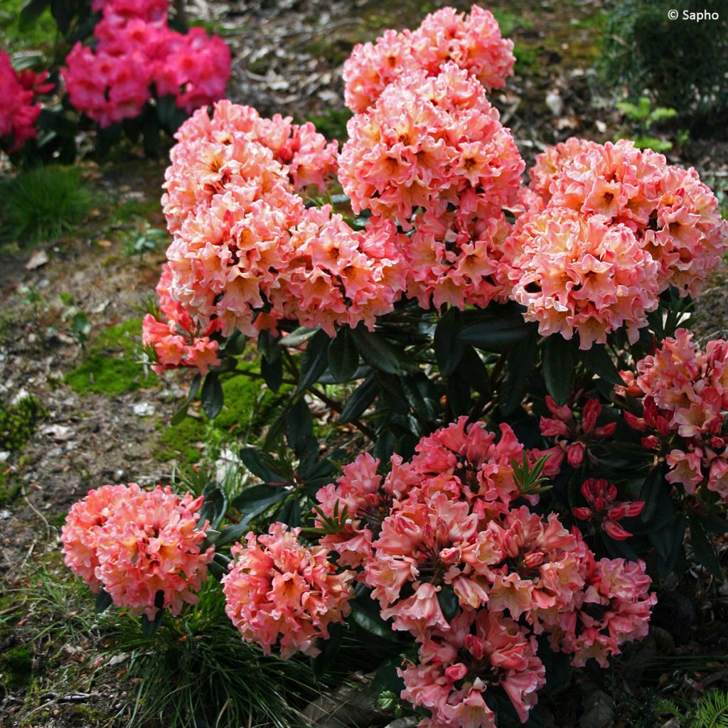 Rhododendron Lady Lasa