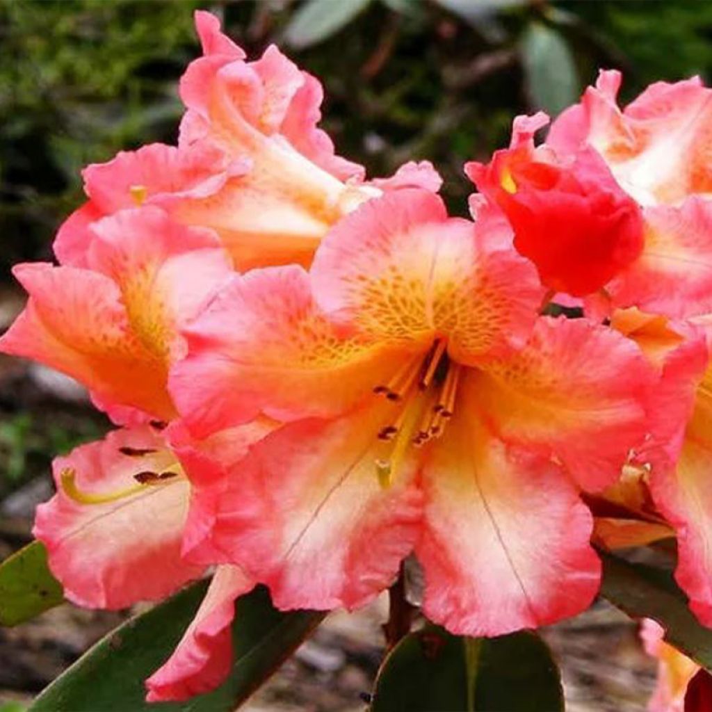 Rhododendron Sun Fire - Hybrid Rhododendron