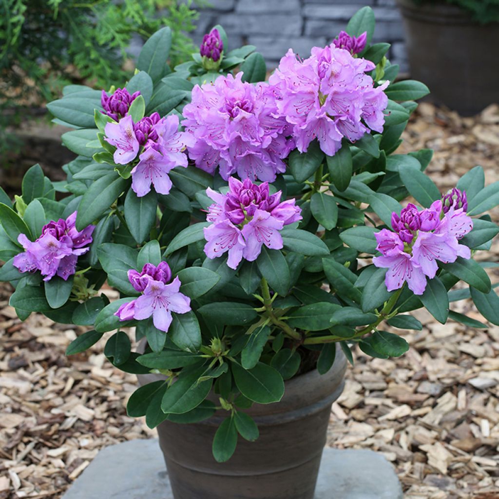 Rhododendron Catawbiense Grandiflorum Inkarho