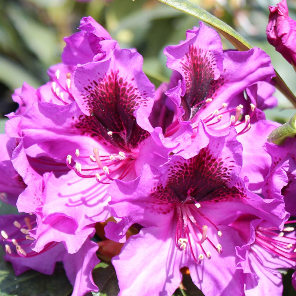 Rhododendron Orakel Inkarho