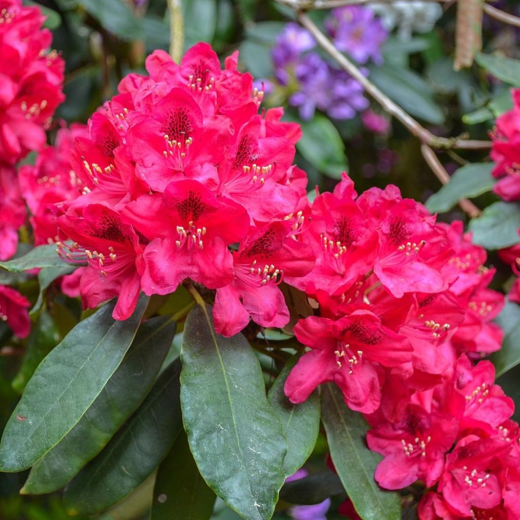 Rhododendron  Lord Roberts