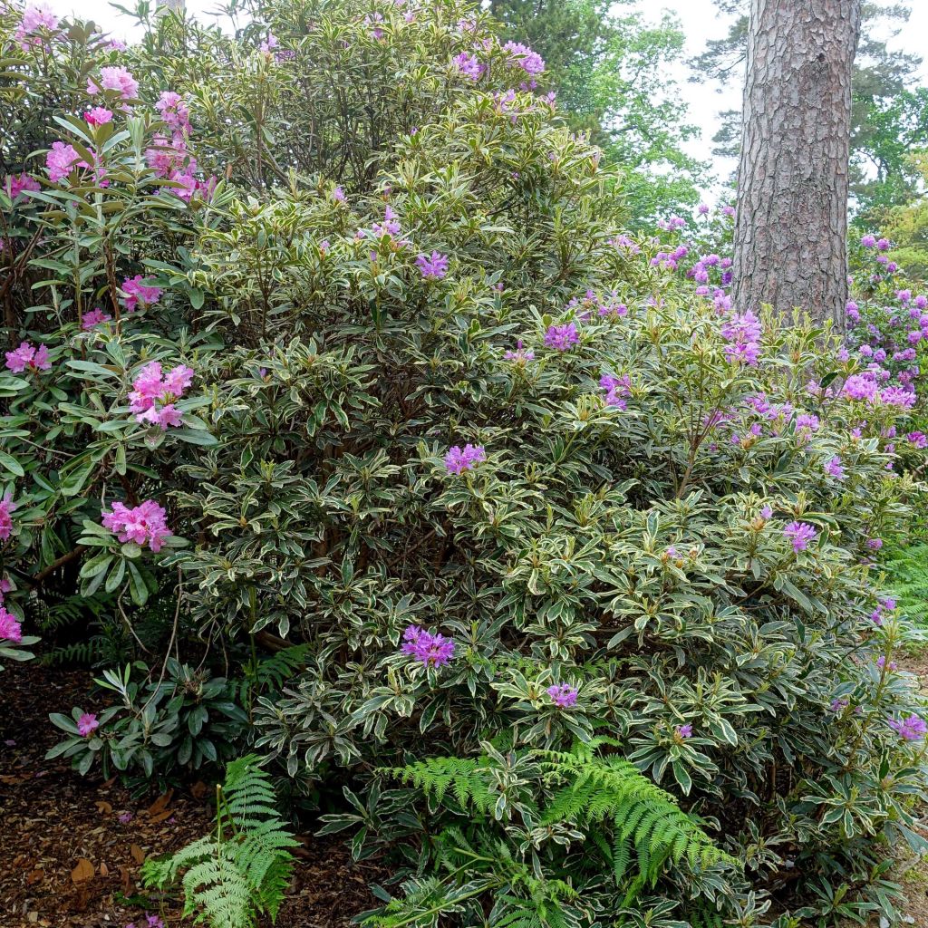 Rhododendron pont. Variegatum - Rhododendron panaché.