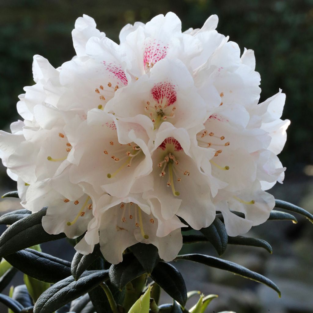 Rhododendron Blewbury