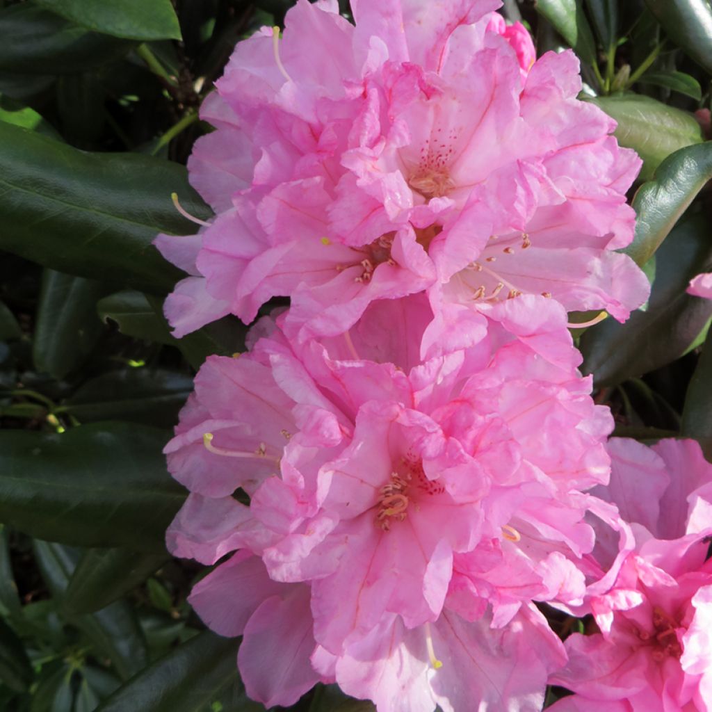 Rhododendron yakushimanum 'Kalinka'