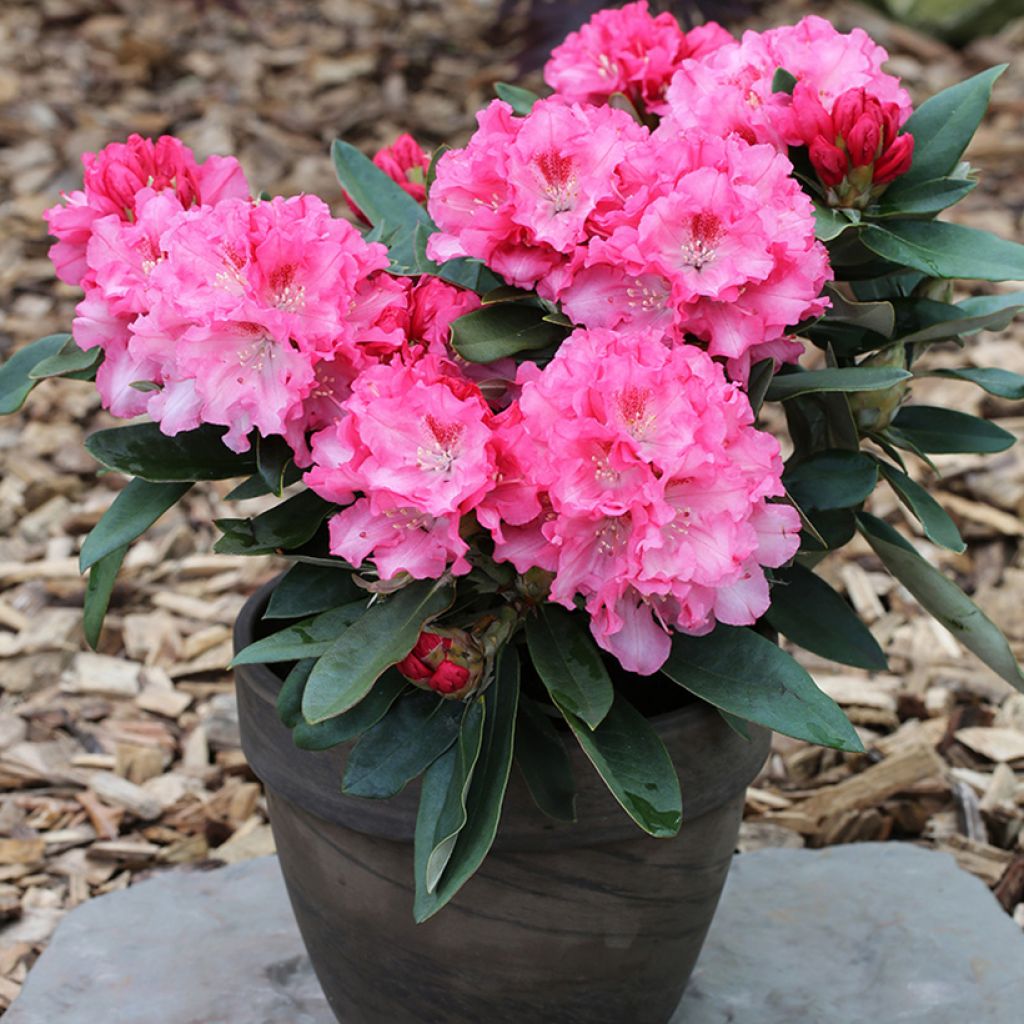 Rhododendron yakushimanum Tina Heinje