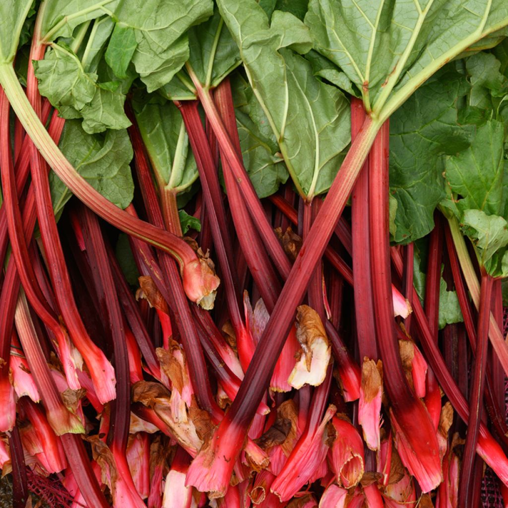 Fulton's Strawberry Surprise Rhubarb