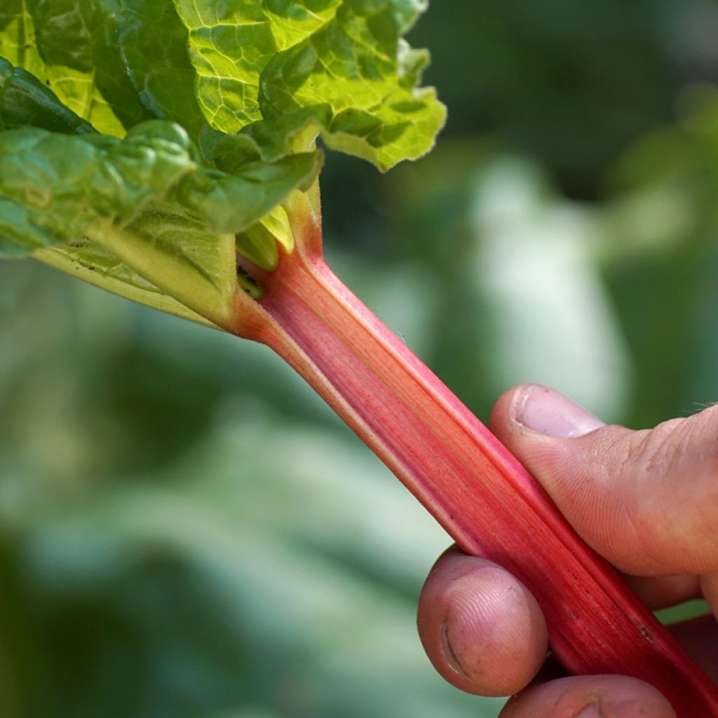 Glaskins Perpetual Organic Rhubarb - Ferme de Sainte Marthe seeds