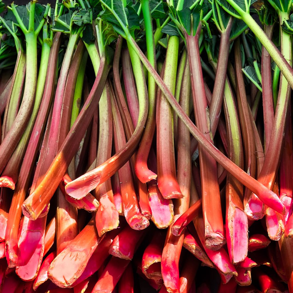 Glaskins Perpetual Organic Rhubarb - Ferme de Sainte Marthe seeds
