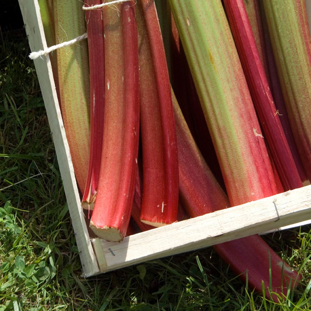 Rheum rhabarbarum Goliath - Rhubarb