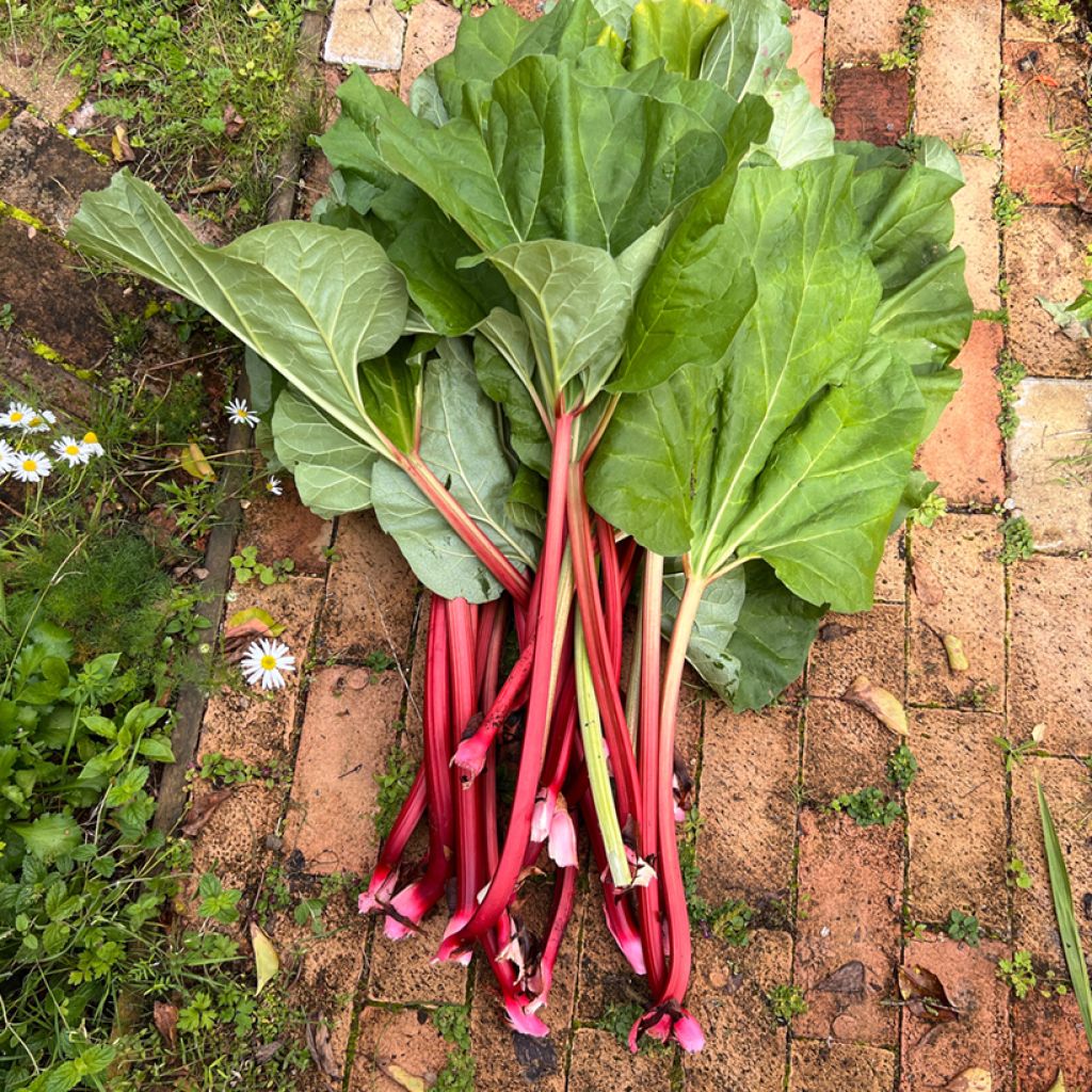 Valentine Rhubarb