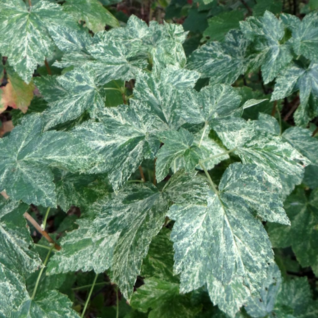 Ribes americanum Variegatum