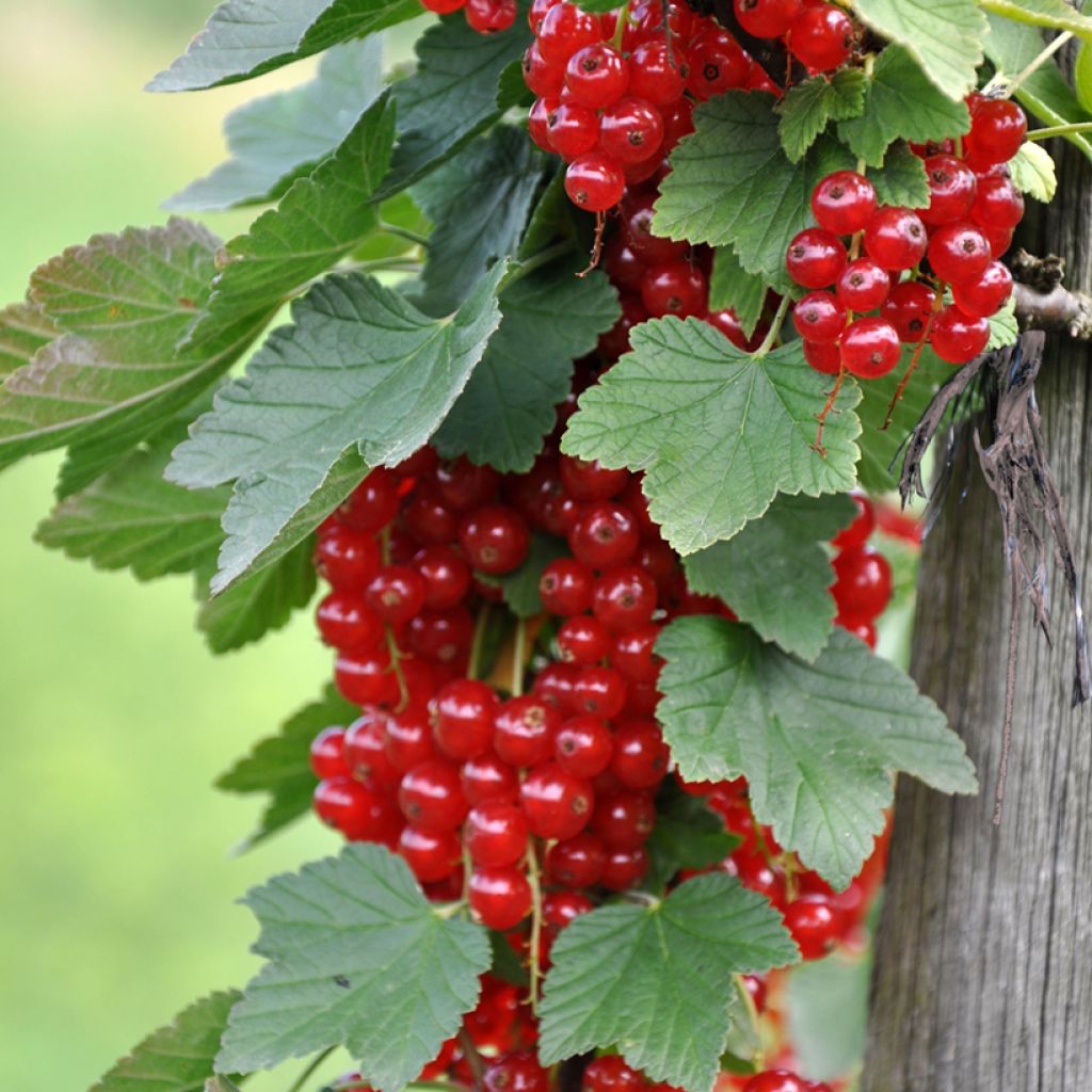 Redcurrant Rondom - Ribes rubrum