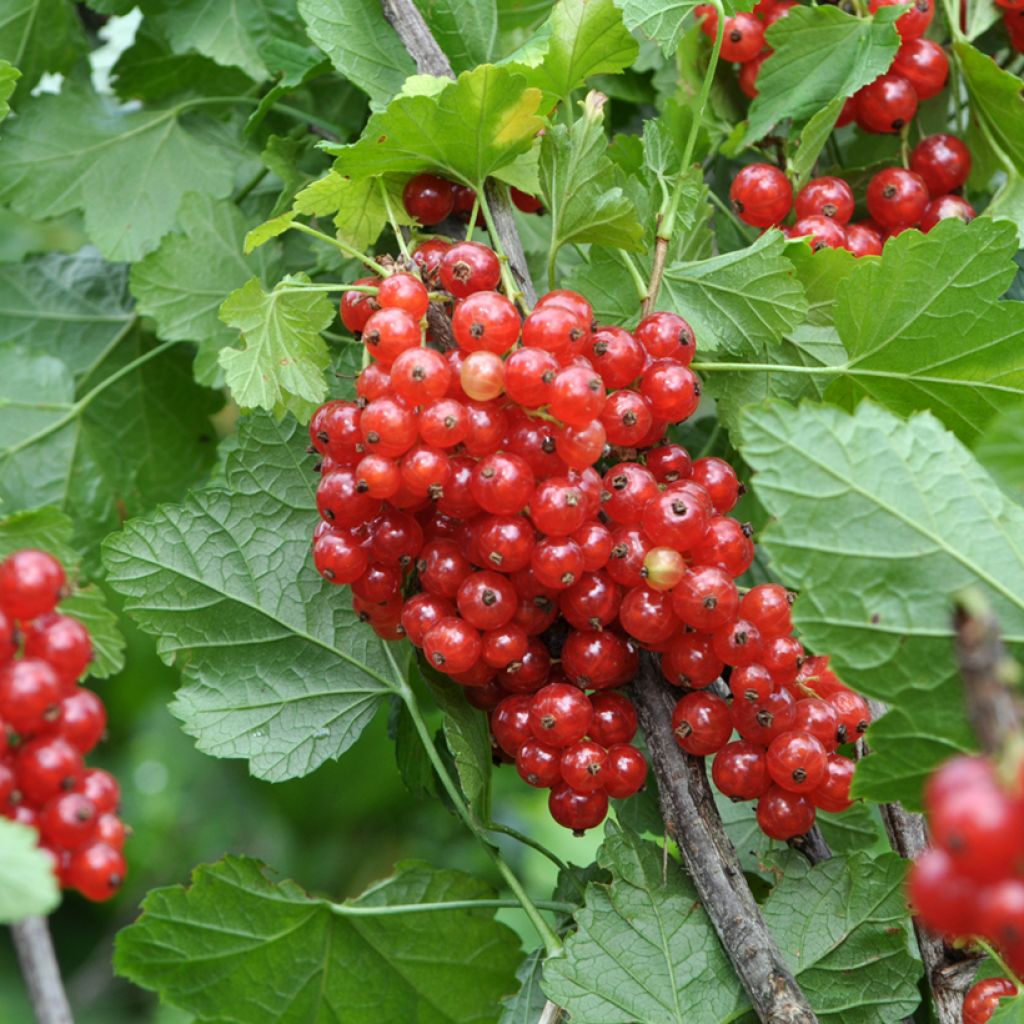 Redcurrant Rotet - Ribes rubrum