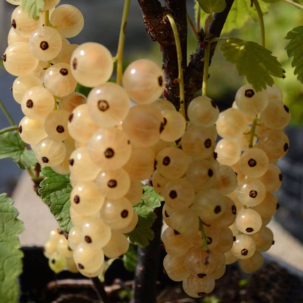 Redcurrant Zitavia - Ribes rubrum