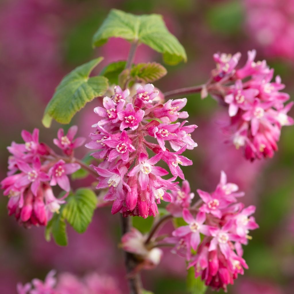 Ribes sanguineum - Flowering Currant