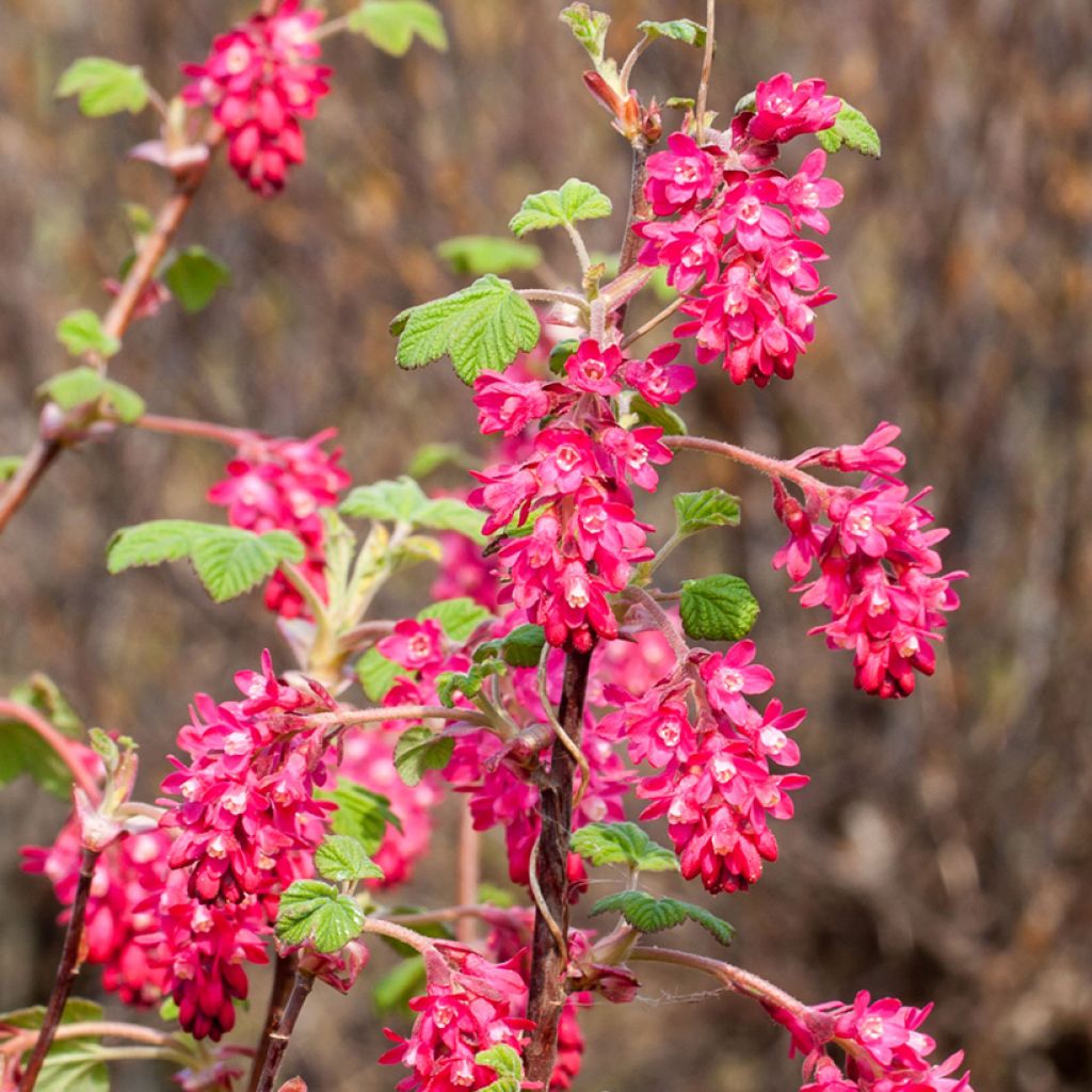 Ribes sanguineum Koja