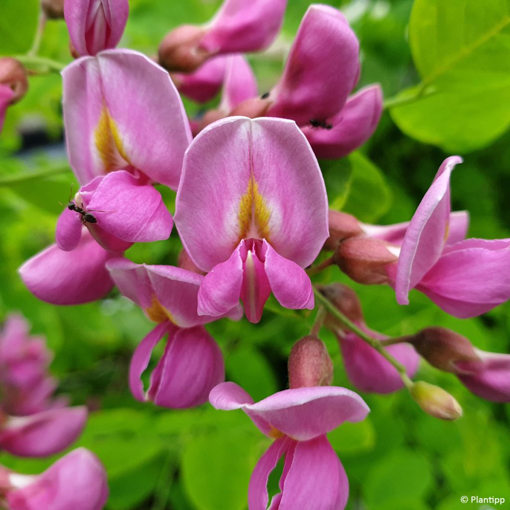 Robinia margaretta Georgia da Torino - Pink acacia