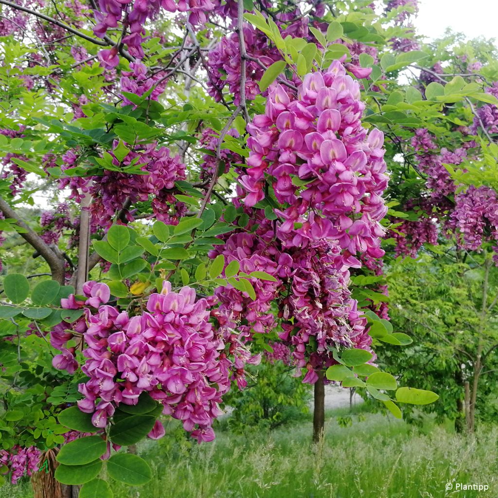 Robinia margaretta Georgia da Torino - Pink acacia