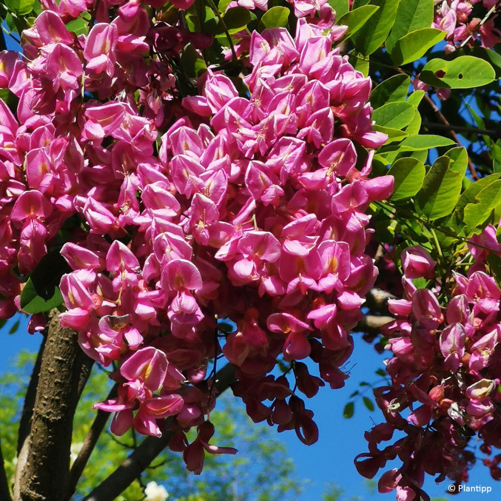 Robinia hispida Rosea - Rose acacia