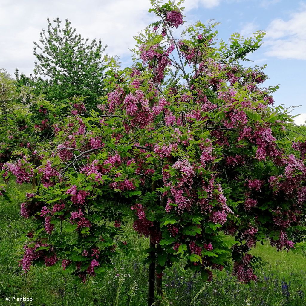 Robinia margaretta Georgia da Torino - Pink acacia