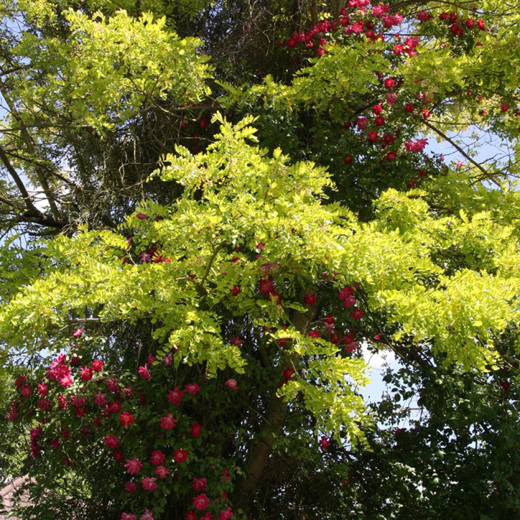 Robinia pseudoacacia Frisia - Black Locust