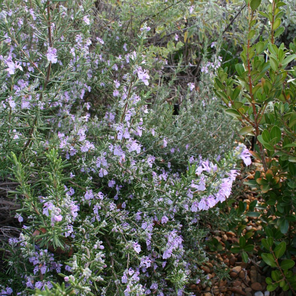 Rosmarinus officinalis Majorca Pink - Rosemary