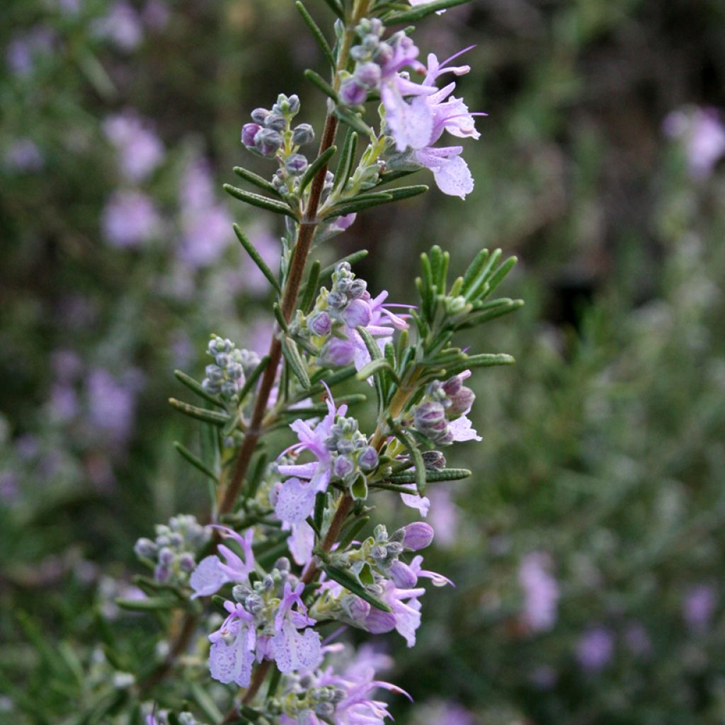 Rosmarinus officinalis Majorca Pink - Rosemary