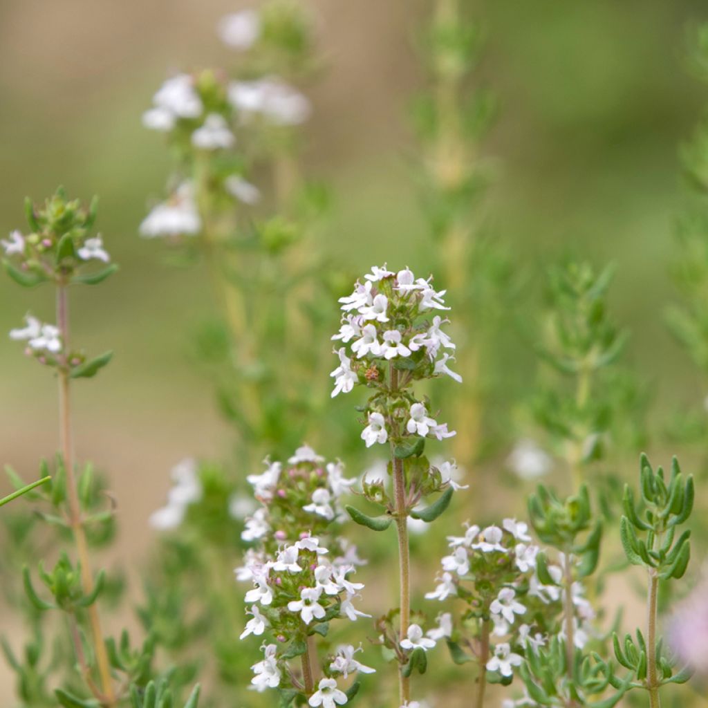 Rosmarinus officinalis Albiflorus