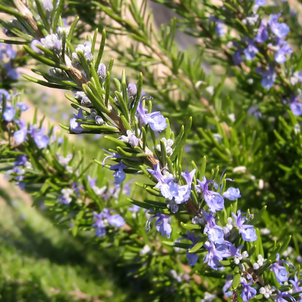 Rosmarinus officinalis organic seeds - Rosemary