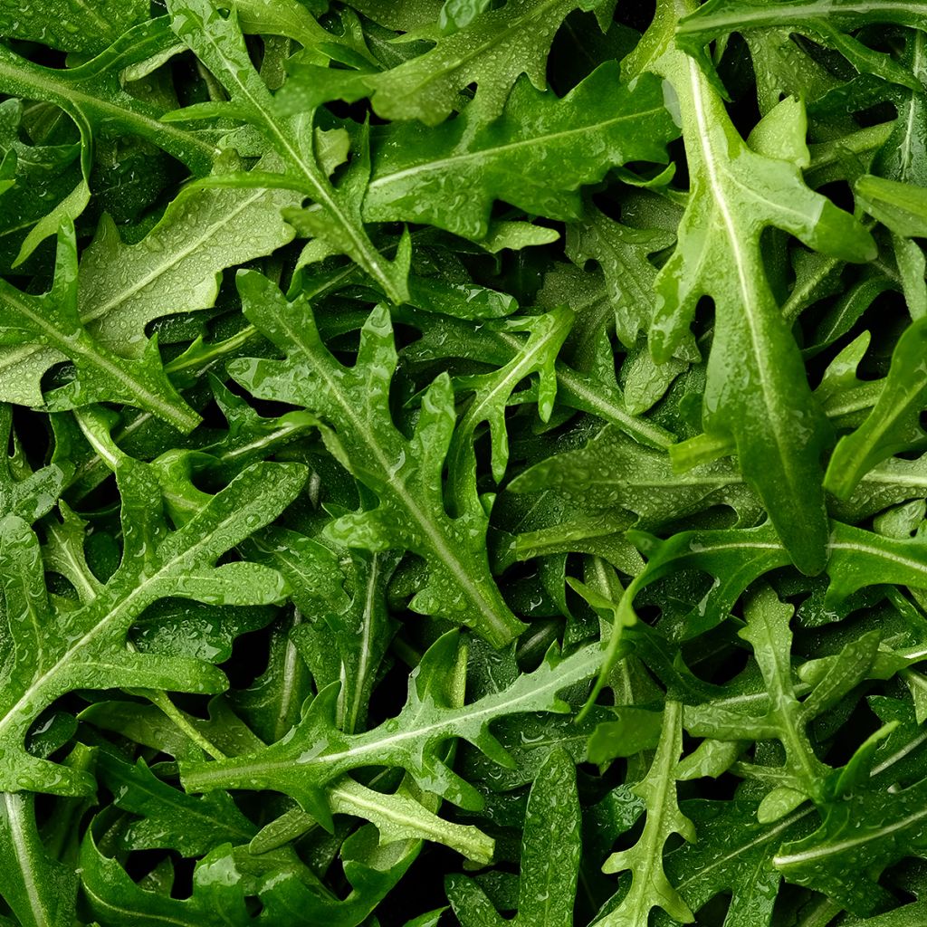 Rocket Discovery - Arugula