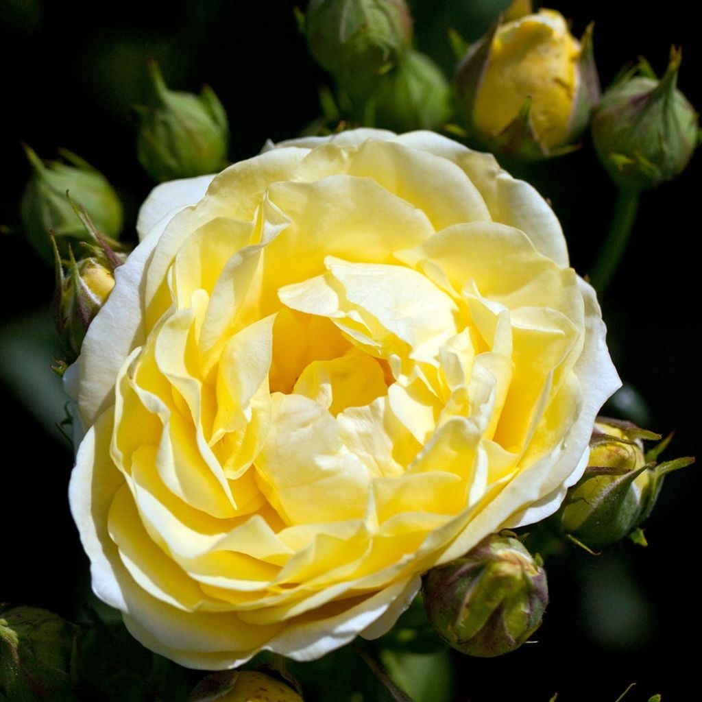 Rosa Golden Border - Rosier à fleurs groupées